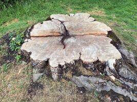 A tree stump with a large tree trunk cut out of it photo