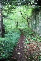 A path through a forest photo