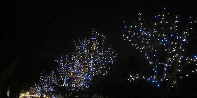 A street lined with trees with blue lights photo
