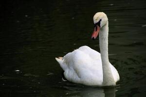 A white swan swimming in a pond photo