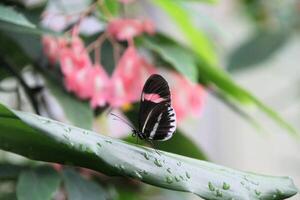 A butterfly with black and white stripes sitting on a leaf photo