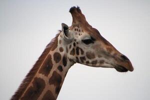 A giraffe with a long neck and a head photo