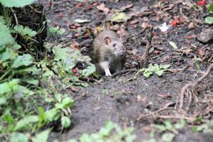 A rat is standing in the dirt near some plants photo