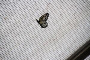 A butterfly on a screen in a window photo