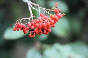 A cluster of red berries on a branch photo
