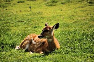 A deer laying in the grass on a sunny day photo