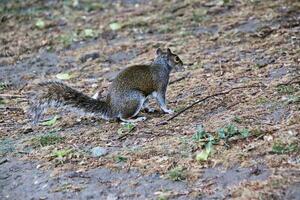 A squirrel is standing on the ground in a field photo