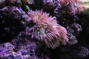A purple anemone on a rock in an aquarium photo