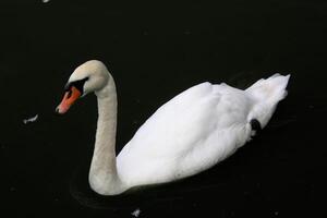 A white swan swimming in a pond photo
