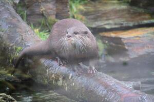 Otter on a log photo