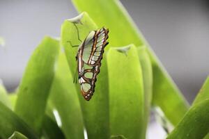 A butterfly on a plant photo