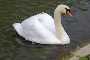 A white swan is floating in the water photo