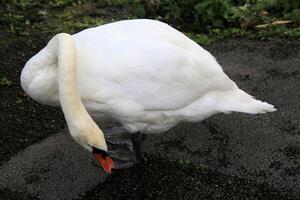 A white swan is standing on the ground photo