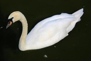 A white swan swimming in a pond photo