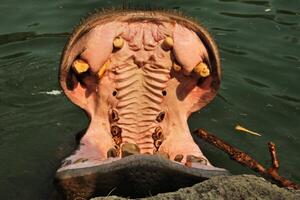 A hippopotamus with its mouth open photo