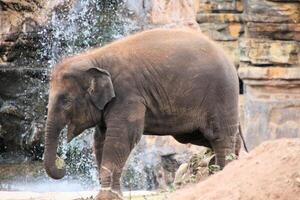 A baby elephant standing in front of a waterfall photo