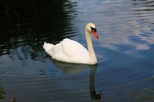 A white swan swimming in a pond photo