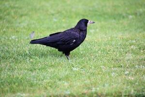 A black bird is standing on the grass photo