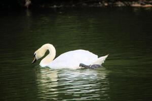 A swan is swimming in a lake photo