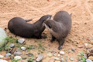Two otters are kissing on the sand photo