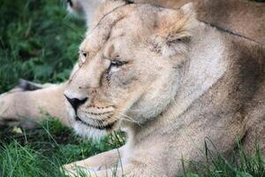 Lioness resting in the grass photo