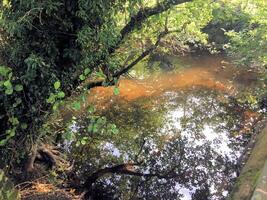 A river with brown water and trees photo