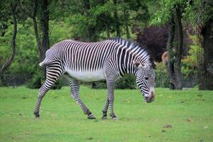 A zebra is walking in the grass photo