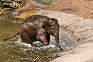 A baby elephant is standing in the water photo