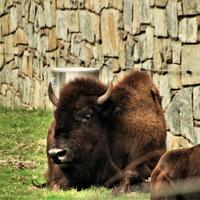 A bison laying down in the grass photo