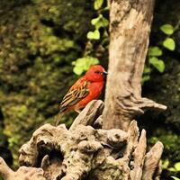 A red bird perched on a tree branch photo