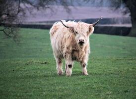 A white cow standing in a field with a tree in the background photo