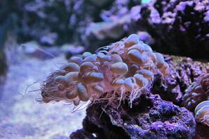 A group of jellyfish in an aquarium photo