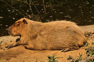 A large animal laying on the ground photo