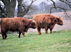 Two cows standing in a field photo