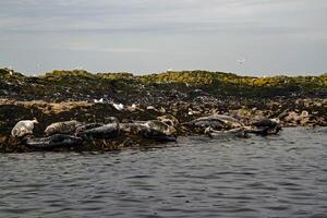 A group of seagulls sitting on a rock photo