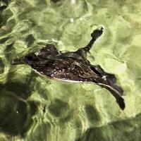 A stingray swimming in the water photo