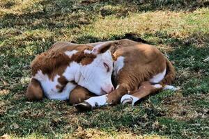 A baby cow laying in the grass photo