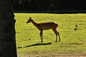 A deer standing in a field next to a tree photo