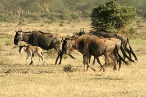 A herd of wildebeest photo