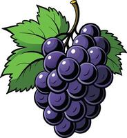 Cluster of Dark Grapes vector
