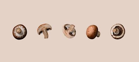 Champignon mushrooms. Pattern collage isolated photo