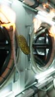 marinated pickled cucumber floating in internation space station video