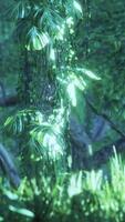 Jungle forest trees in deep fog video