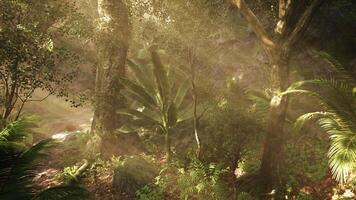 Lush tropical forest with sunlight filtering through trees in the morning video