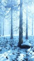 Fog in the forest on a cold winter cloudy day with first snow video