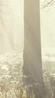 Trees in misty winter forest frosty and foggy video
