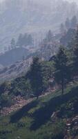 Beautiful pine trees on background high mountains of Carpathians video