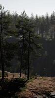 Evergreen fir tree and mountains on a background on a sunset after the rain video