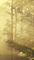 Magical forest with light rays through wood by FPV drone video