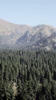Beautiful sunset view in cedar forest in front of sayan mountain range video